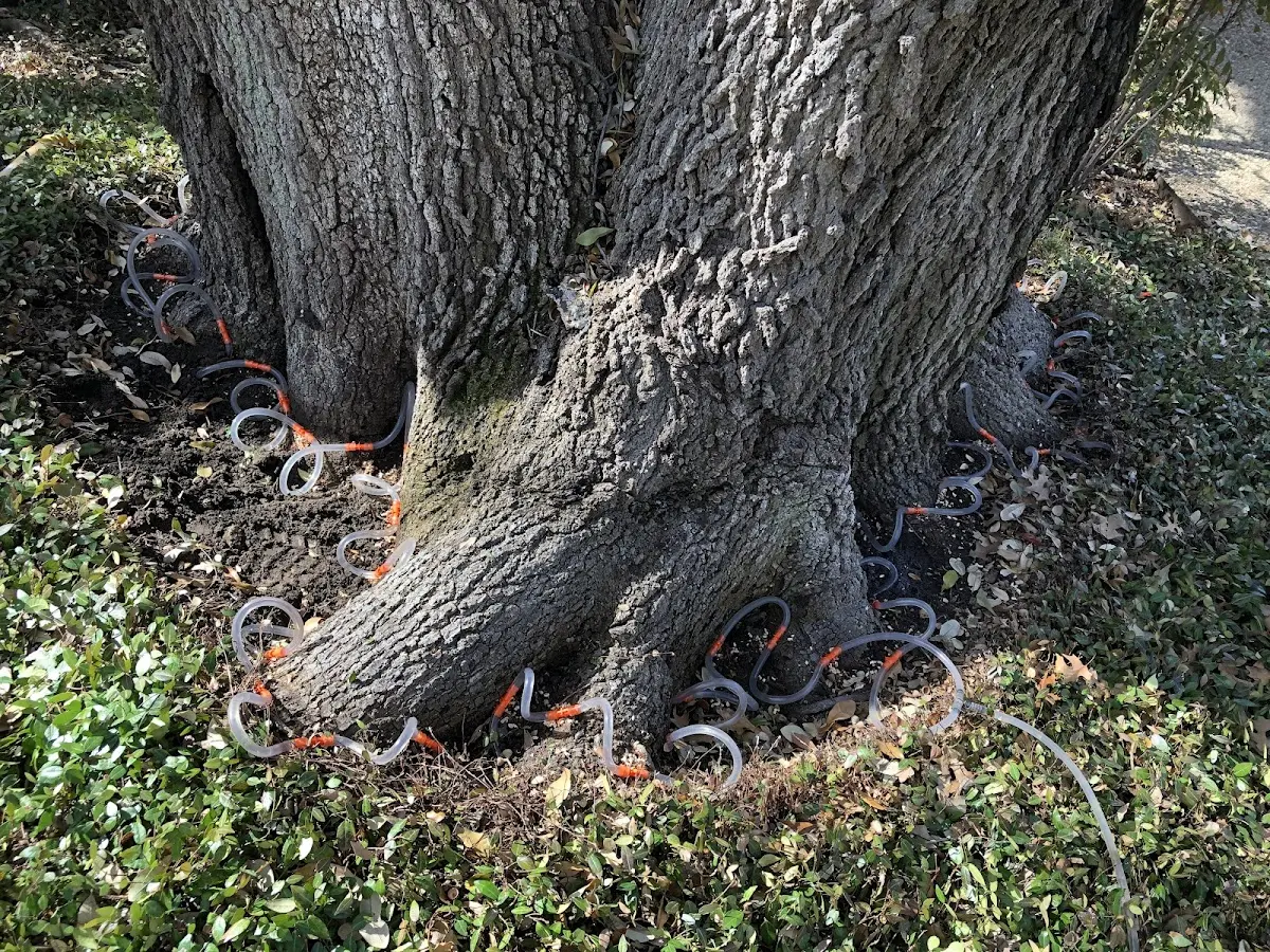 Detailed Tree Cabling and Bracing job site in Oldsmar