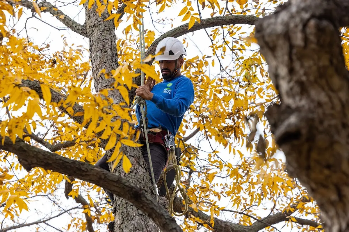 Skilled Tree Planing crew working in Oldsmar